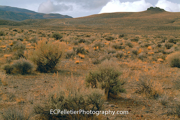 Nevada Desert