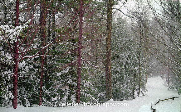 Winter's Path