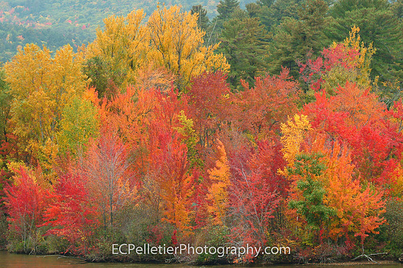 New York Foliage