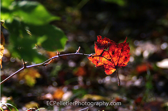 Red Leaf