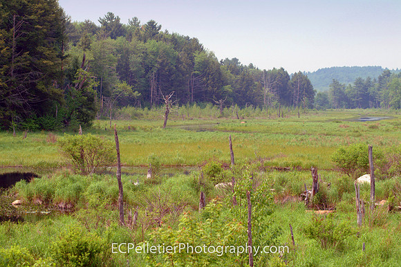 Chesterfield Marsh, MA